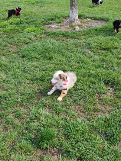 Dog Park - Regency Community Park - Sacramento, CA