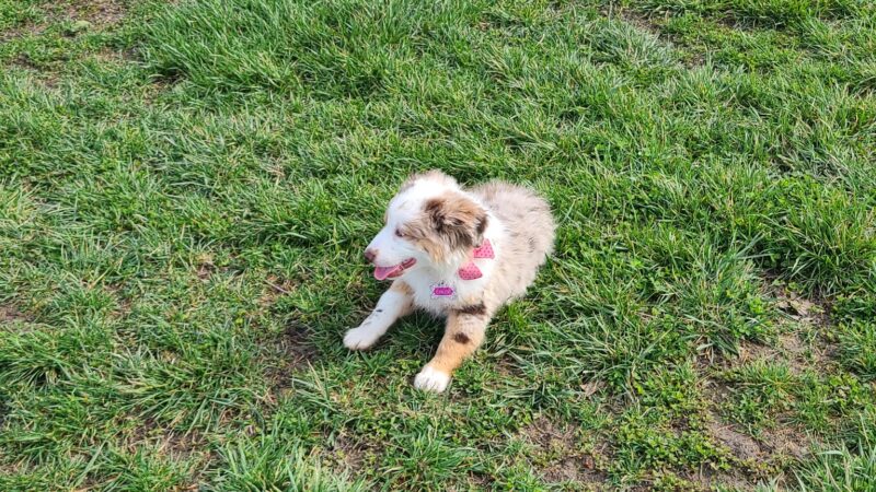 Dog Park - Regency Community Park - Sacramento, CA