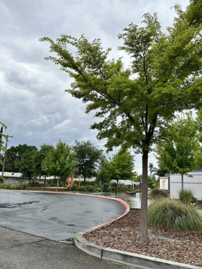 Eastern oak park - dog park - Sacramento, CA