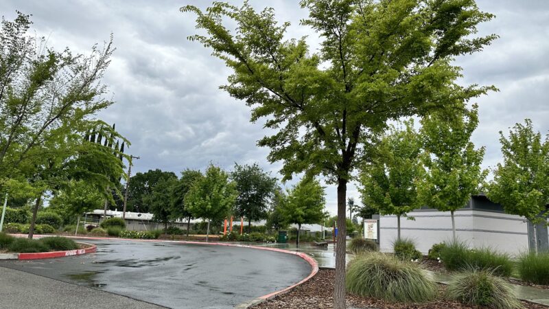 Eastern oak park - dog park - Sacramento, CA