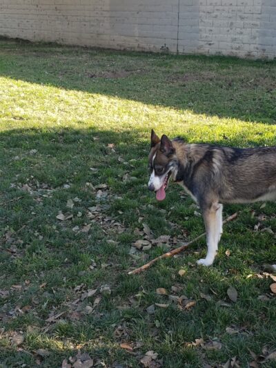 Glenbrook Large Dog Park - Sacramento, CA
