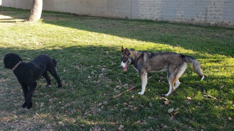 Glenbrook Large Dog Park - Sacramento, CA
