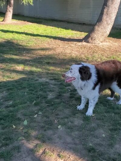 Glenbrook Large Dog Park - Sacramento, CA