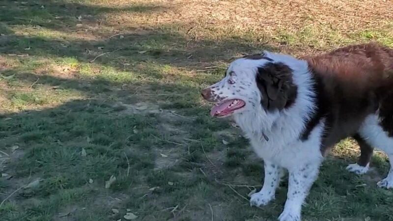 Glenbrook Large Dog Park - Sacramento, CA