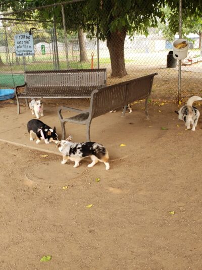 Glenbrook Large Dog Park - Sacramento, CA