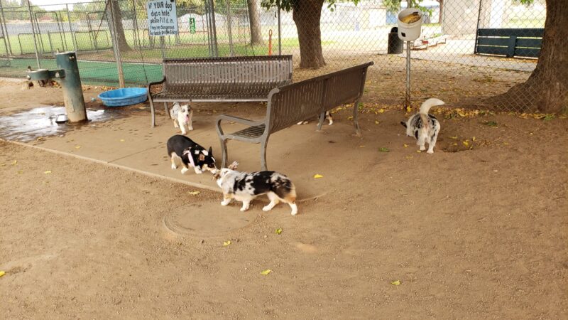 Glenbrook Large Dog Park - Sacramento, CA