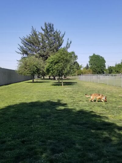 Glenbrook Large Dog Park - Sacramento, CA