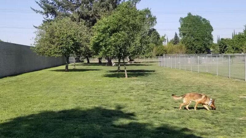 Glenbrook Large Dog Park - Sacramento, CA