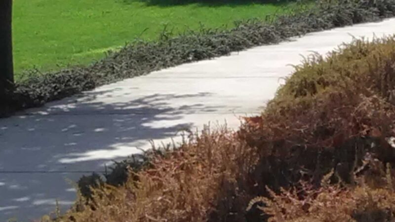 Hampton Park - Sacramento, CA