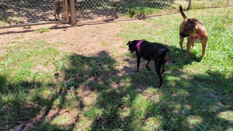 Howe Ave Park Off Leash Dog Park - Sacramento, CA