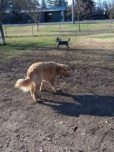 Howe Ave Park Off Leash Dog Park - Sacramento, CA