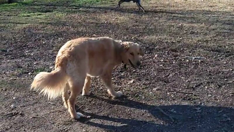 Howe Ave Park Off Leash Dog Park - Sacramento, CA