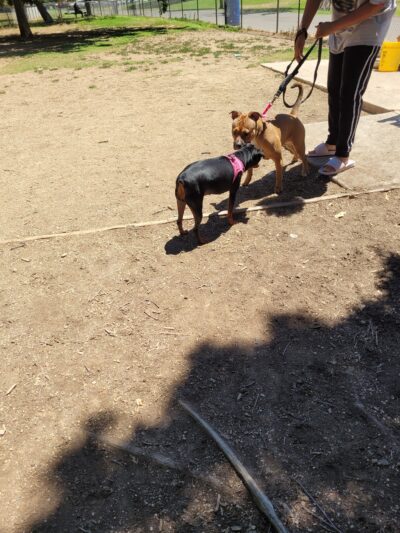 Howe Ave Park Off Leash Dog Park - Sacramento, CA
