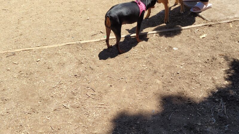 Howe Ave Park Off Leash Dog Park - Sacramento, CA