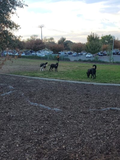 Lynn Robie Off-Leash Dog Park - Sacramento, CA