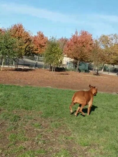 Lynn Robie Off-Leash Dog Park - Sacramento, CA