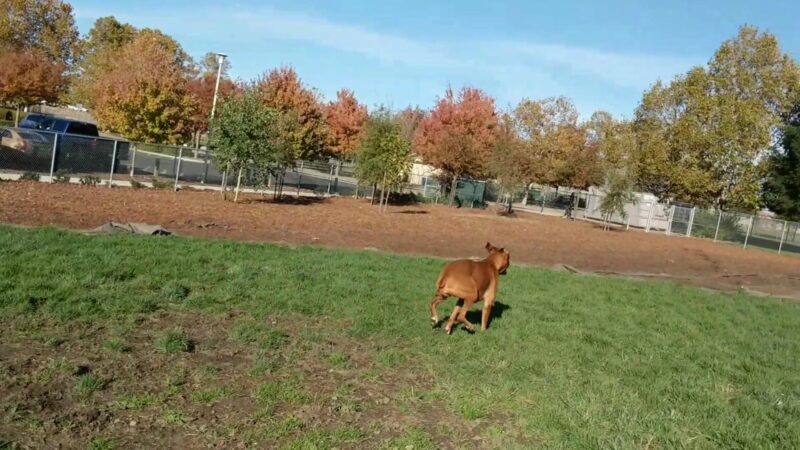 Lynn Robie Off-Leash Dog Park - Sacramento, CA