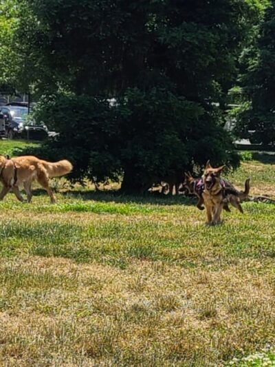 Sacramento County Animal Shelter Off Leash Dog Park - Sacramento, CA