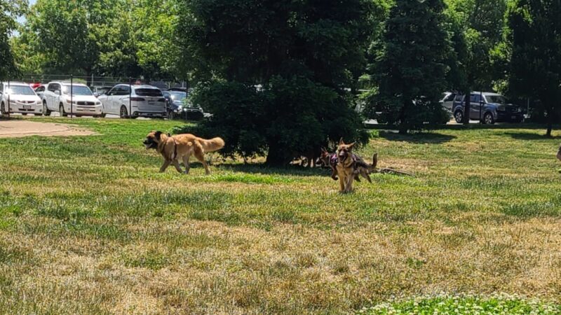 Sacramento County Animal Shelter Off Leash Dog Park - Sacramento, CA