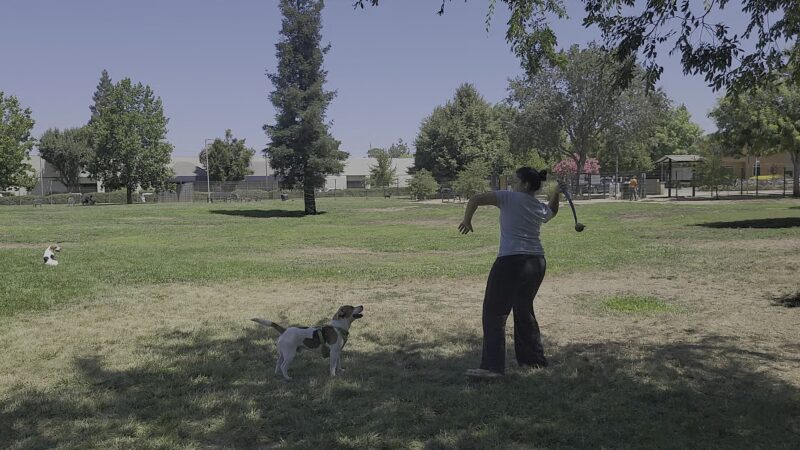 Sacramento County Animal Shelter Off Leash Dog Park - Sacramento, CA