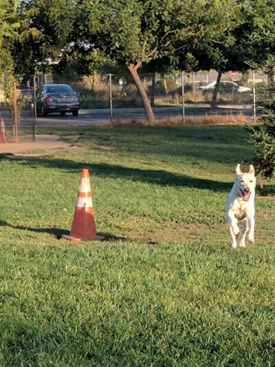 Sacramento County Animal Shelter Off Leash Dog Park - Sacramento, CA