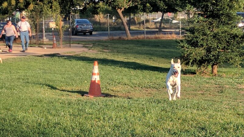 Sacramento County Animal Shelter Off Leash Dog Park - Sacramento, CA