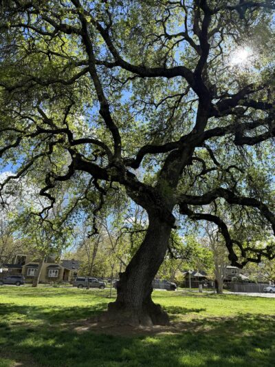 Sierra 2 Green - Sacramento, CA