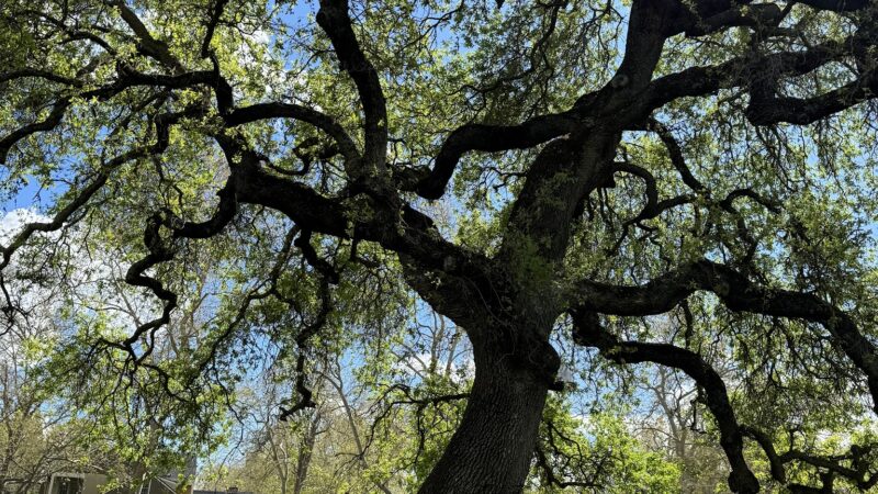 Sierra 2 Green - Sacramento, CA