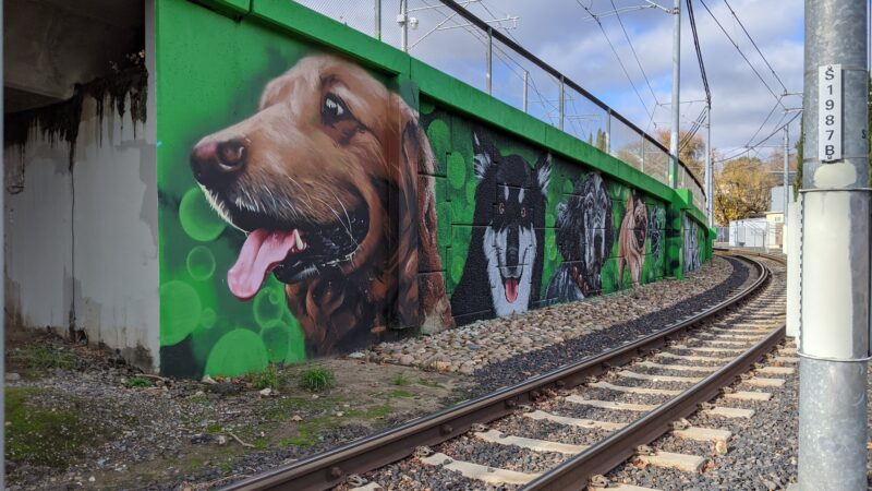Truitt Bark Park - Sacramento, CA