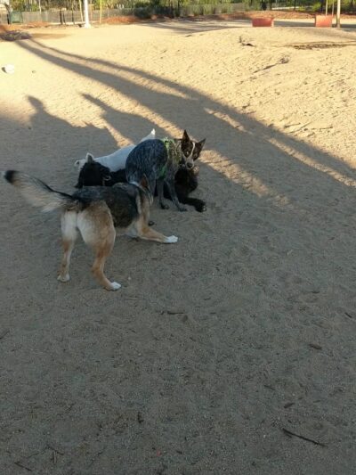 Truitt Bark Park - Sacramento, CA