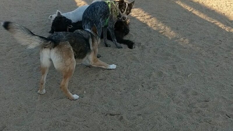 Truitt Bark Park - Sacramento, CA