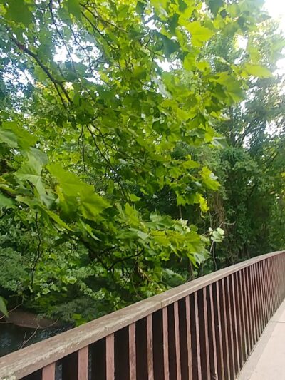 Saddle River Bike Path Parking 2 - Saddle Brook, NJ