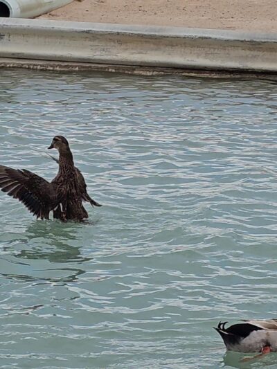 Duck Pond - Safford, AZ