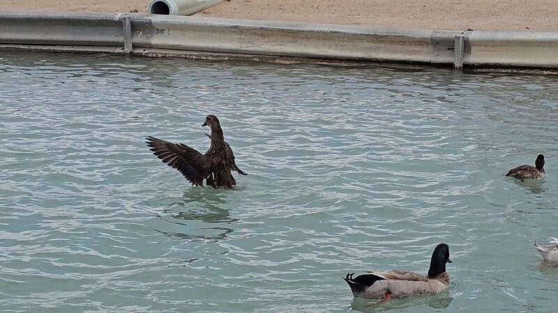 Duck Pond - Safford, AZ