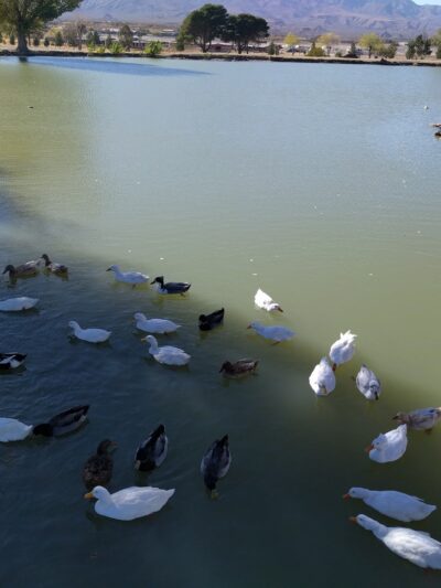 Duck Pond - Safford, AZ