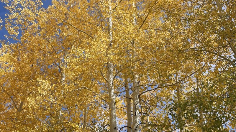 Otto Mears Park - Saguache, CO