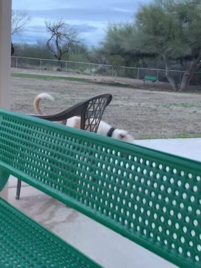 Anamax Dog Park - Sahuarita, AZ