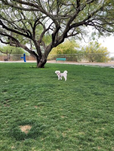 Anamax Dog Park - Sahuarita, AZ