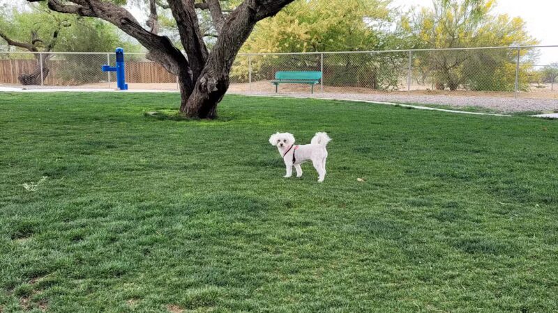 Anamax Dog Park - Sahuarita, AZ