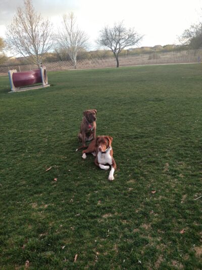 Bark Park - Sahuarita, AZ