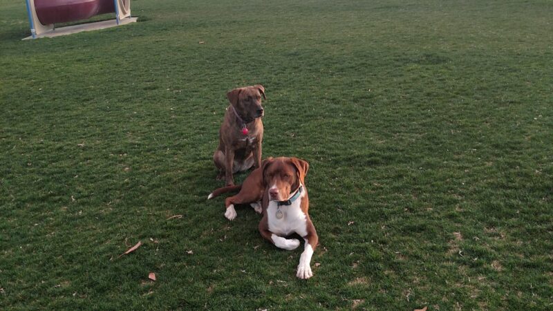 Bark Park - Sahuarita, AZ