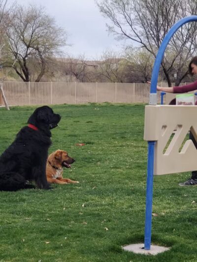 Bark Park - Sahuarita, AZ