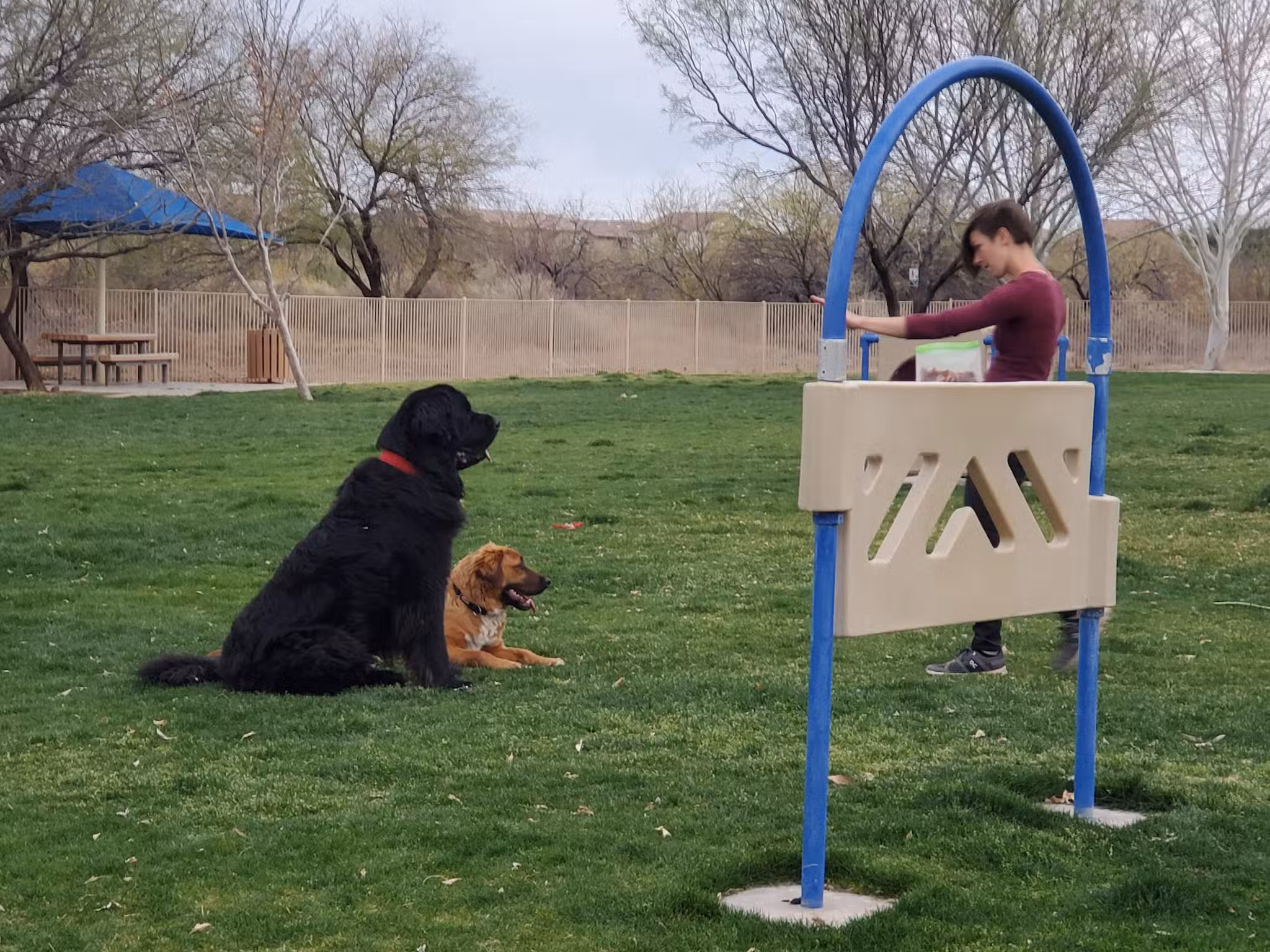 Bark Park - Sahuarita, AZ