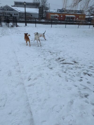 Dog park - Salem, MA