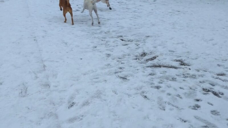 Dog park - Salem, MA