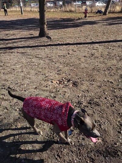 Salem Play Area for Canine Exercise (SPACE) - Salem, MA