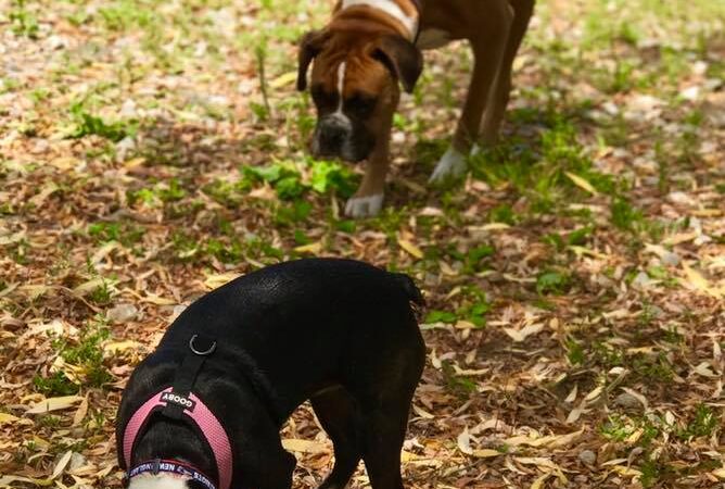 Salem Play Area for Canine Exercise (SPACE) - Salem, MA