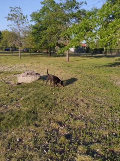 Salem Play Area for Canine Exercise (SPACE) - Salem, MA