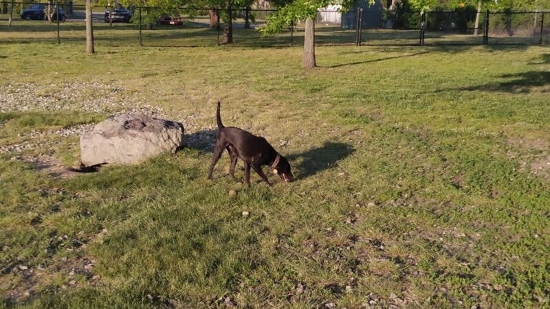 Salem Play Area for Canine Exercise (SPACE) - Salem, MA
