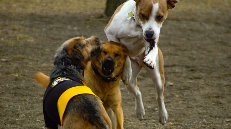Salem Play Area for Canine Exercise (SPACE) - Salem, MA